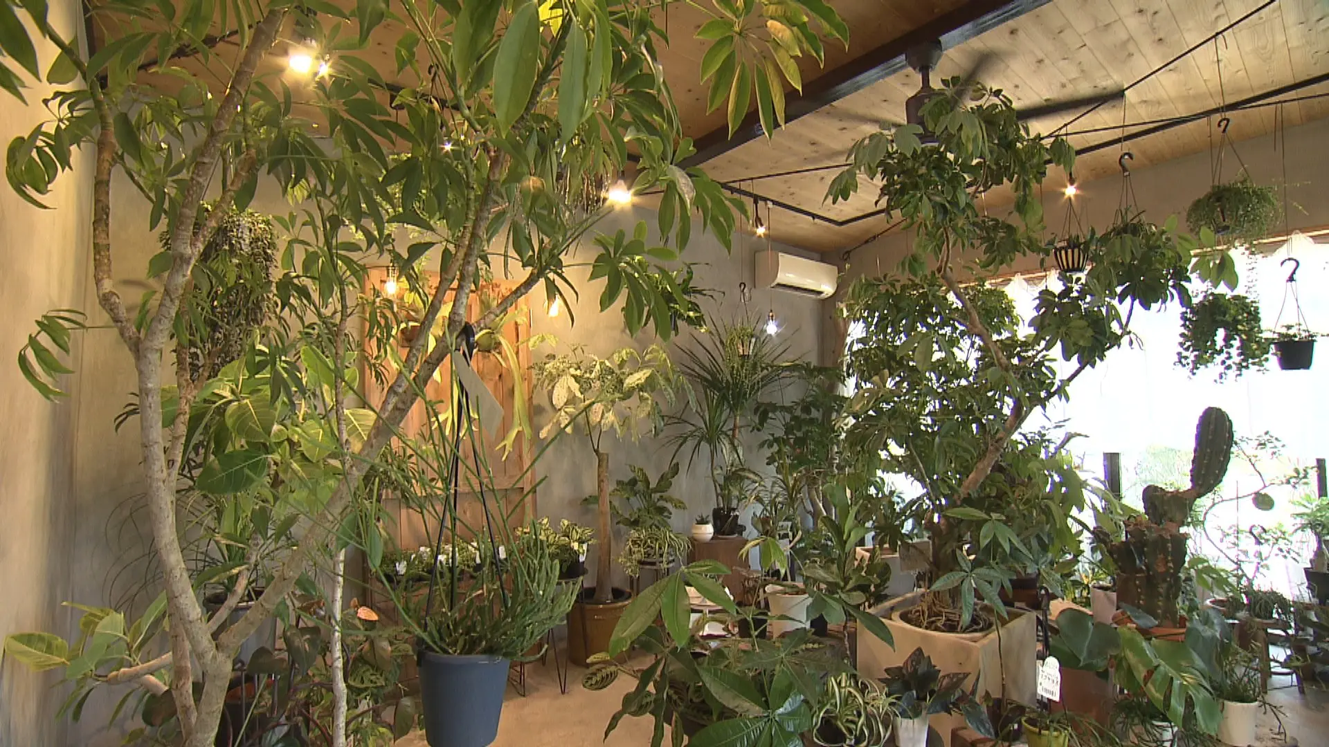 観葉植物