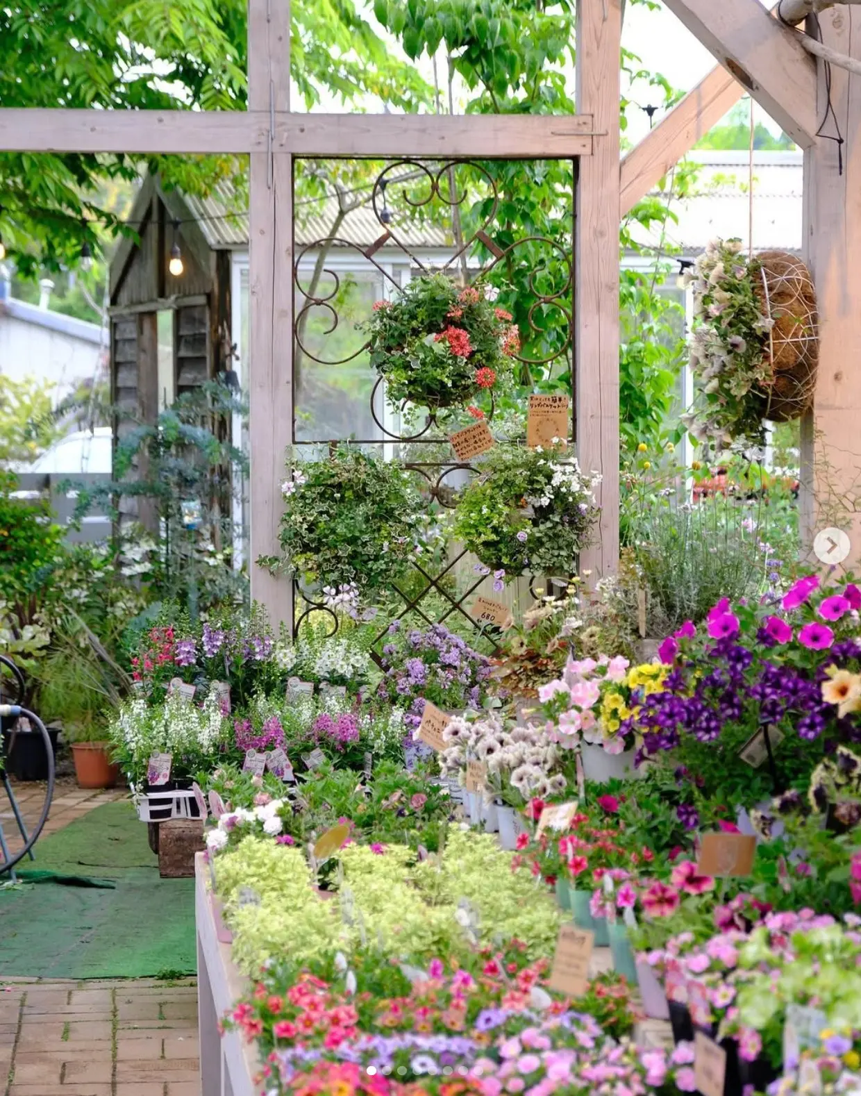観葉植物クローズアップ